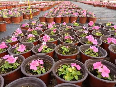 玉灃花卉現代農業產業園 60萬盆鮮花濃情綻放，苗木種植助推產業升級