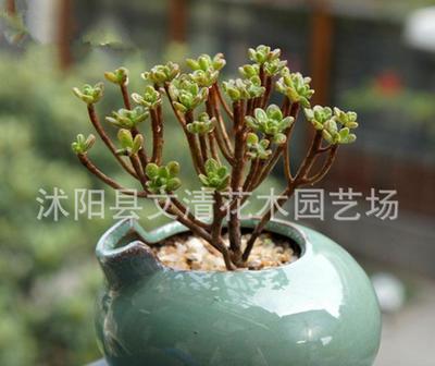 批量采購仙人掌多肉 引進日本品種，凈化辦公桌面的室內盆栽新寵